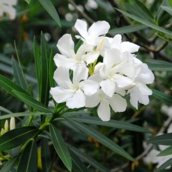 White Kanher