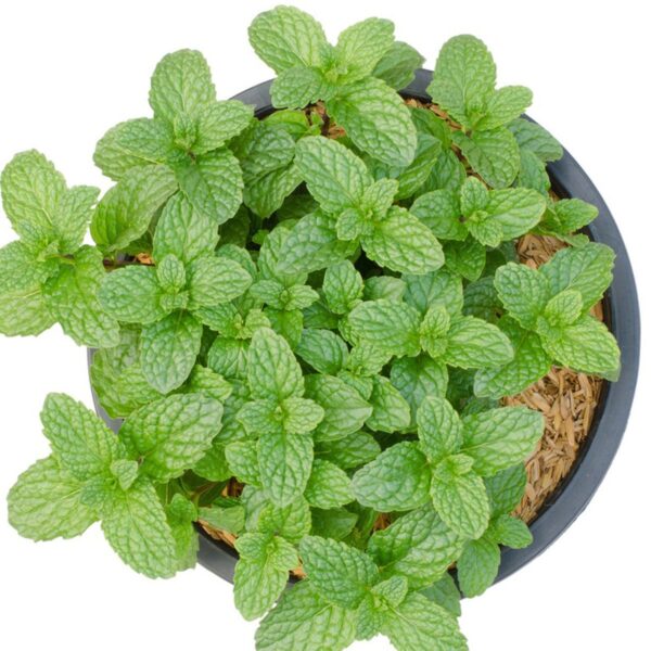 Papermint