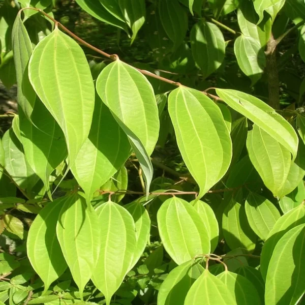 Tejpatta