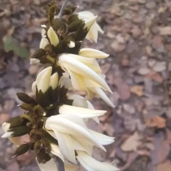 White Palas