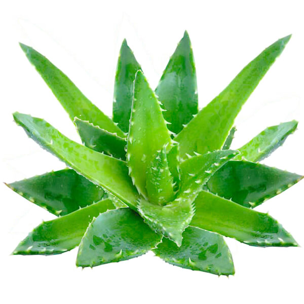 Aloevera