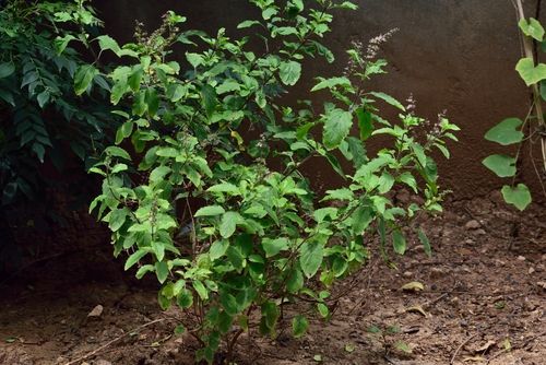 Vaijanti Tulsi