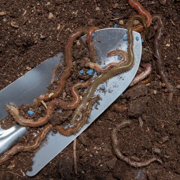 Vermicompost