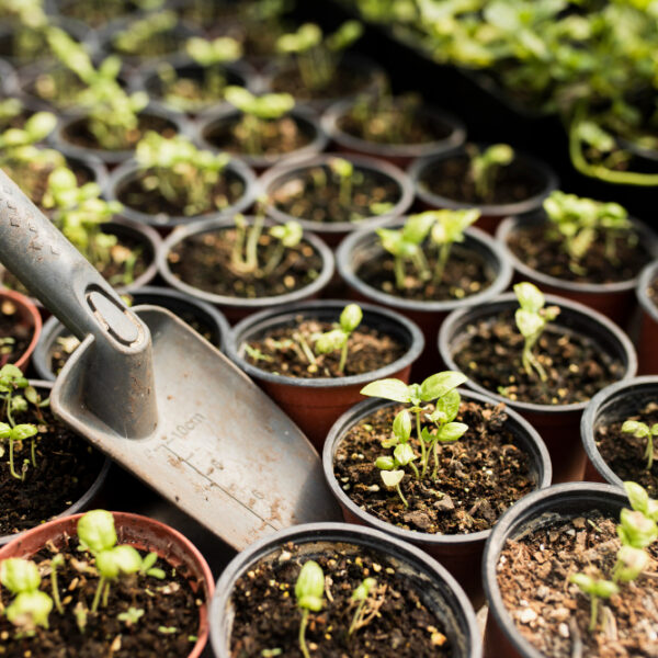 Potting Mix