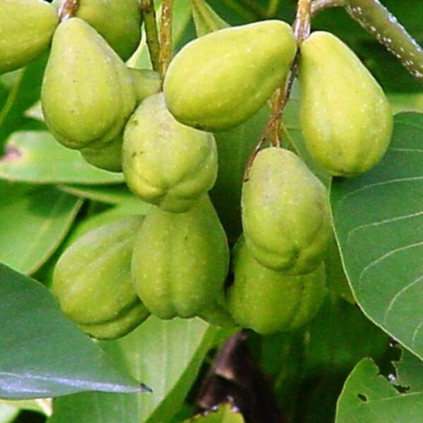 Hirda