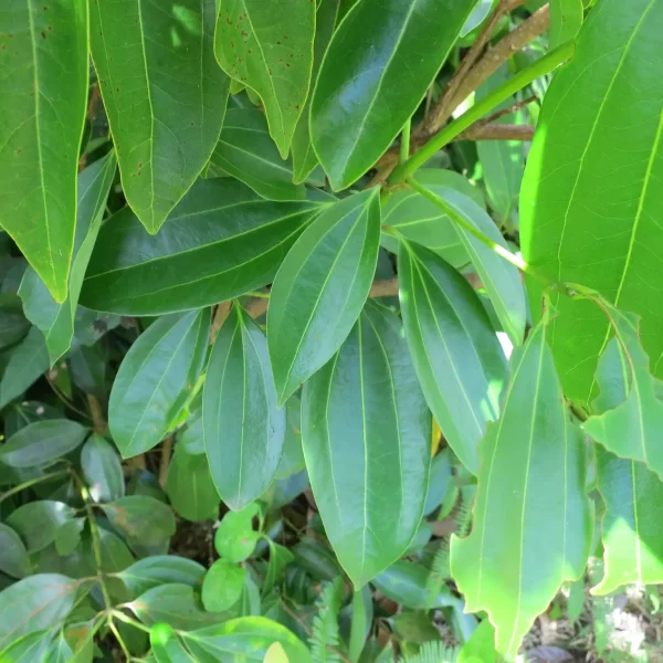 Dalchini
