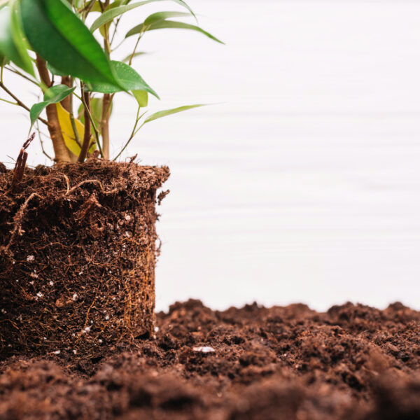 Cocopeat
