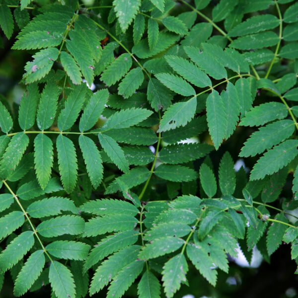 Akkalkadha