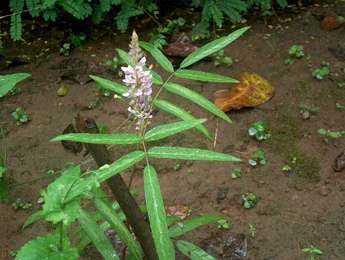 Pithvan / Prushna parni