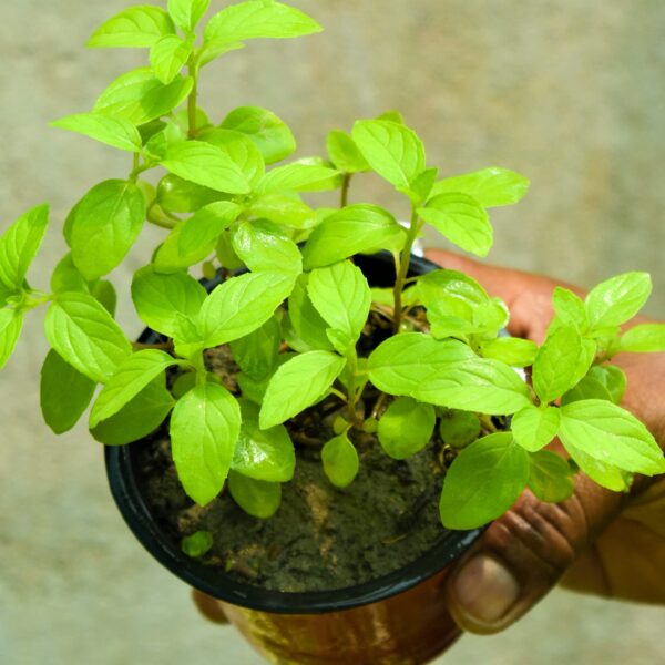 Sadhi Tulsi