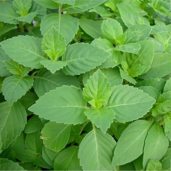 Ram Tulsi